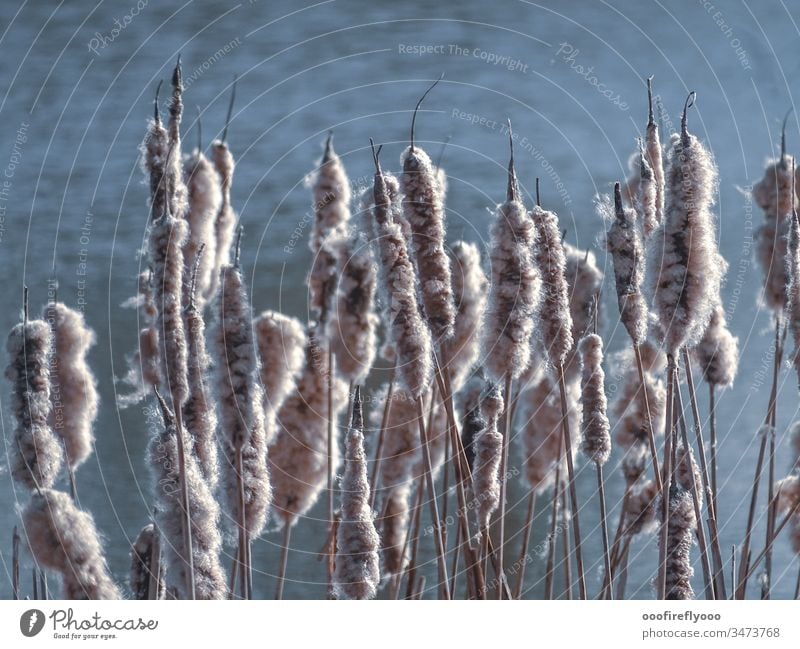 ... die Diasporen der Rohrkolben fliegen... Frühling Außenaufnahme Natur Ufer Wasser Landschaft Pflanze