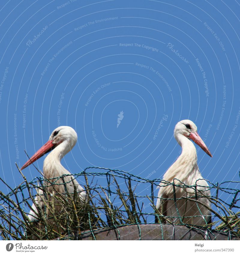 total blau | Meinungsverschiedenheiten... Natur Sommer Schönes Wetter Dorf Tier Wildtier Vogel Storch Weißstorch 2 Nest Horst beobachten Blick stehen warten