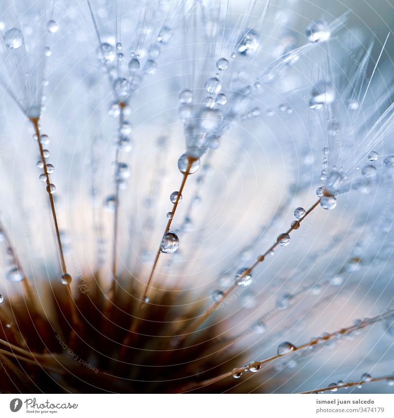 Regentropfen auf dem Löwenzahnsamen, Regentage in der Herbstsaison Blume Pflanze Samen Tropfen regnerisch nass Frische Zerbrechlichkeit geblümt Flora schön