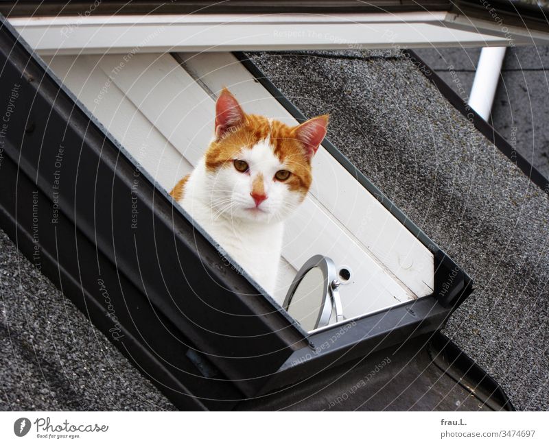 Lieber einen Kater im Badezimmer als denselben auf dem Dach. Katze Fenster Dachfenster Spiegel Kosmetikspiegel Außenaufnahme