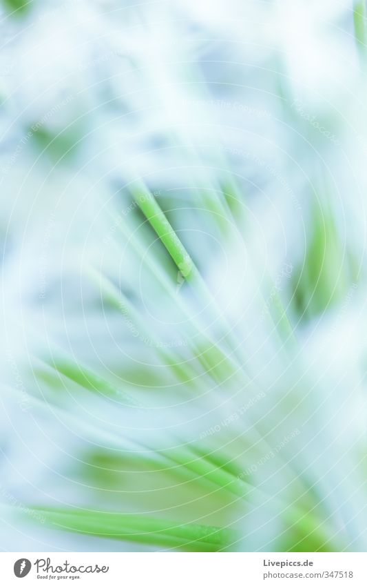 ...hinter den Blüten Umwelt Natur Pflanze Frühling Blume Blatt Nutzpflanze Garten Park Wiese Blühend ästhetisch Duft frisch kalt wild weich grün weiß Vorsicht