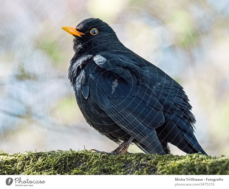 Amsel im Sonnenschein Turdus merula Tierporträt Kopf Schnabel Auge Tiergesicht Feder Flügel Vogel Natur Wildtier Sonnenlicht Licht Ganzkörperaufnahme