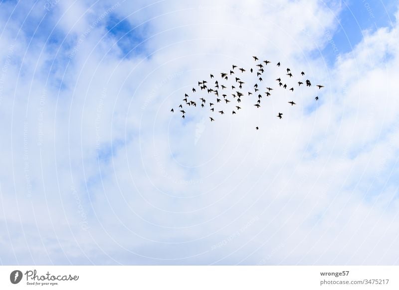 Geräusch | Flügelschlag eines Vogelschwarmes am Himmel fliegen flügelschlagen Schwarm Außenaufnahme Menschenleer Farbfoto Tag Wolken Natur Tier Tiergruppe