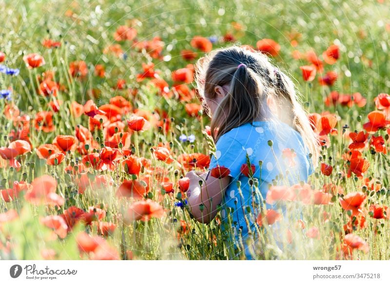 Mädchen mit Zöpfen steht inmitten blühenden Mohn blond Kind Sommer Kindheit Farbfoto Vorschulkind Mohnblüte Mohnfeld mittendrin Außenaufnahme mehrfarbig