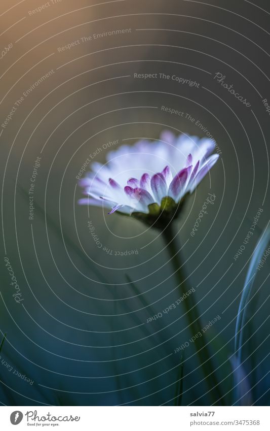 Gänseblümchen Natur Pflanze Frühling Blüte Farbfoto Blühend Außenaufnahme Blume Schwache Tiefenschärfe Wachstum grün weiß Makroaufnahme Duft zart schön