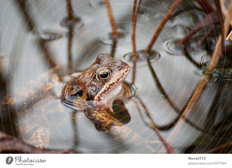 Auf der Futtersuche Umwelt Natur Tier Frühling Sommer Teich See Frosch 1 hängen Schwimmen & Baden warten Kröte braun Farbfoto Nahaufnahme Detailaufnahme