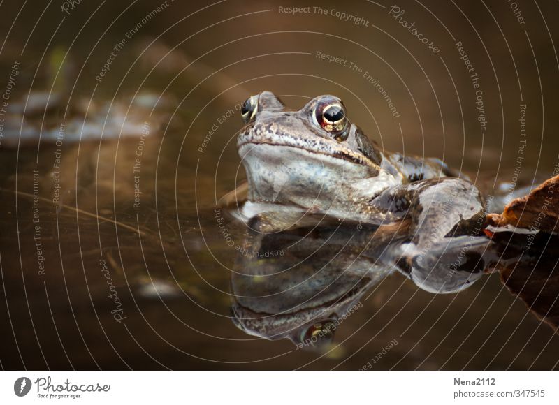 Heute wieder kein Quakwetter :( Umwelt Natur Tier Wasser Frühling Sommer Wetter Schönes Wetter schlechtes Wetter Garten Teich See Bach Fluss Frosch Tiergesicht