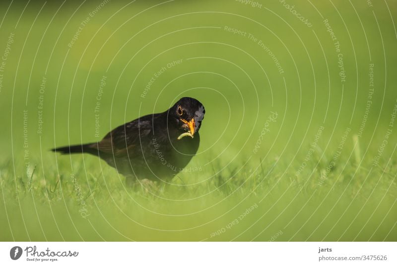 auf futter suche Amsel Vogel Futter Raube Essen Arbeit Tier Außenaufnahme Tierporträt Farbfoto Menschenleer Schwache Tiefenschärfe schwarz Textfreiraum oben