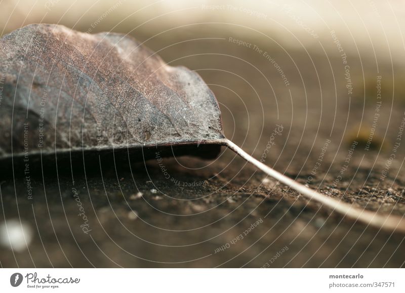 Haltlos Umwelt Natur Pflanze Herbst Blatt Grünpflanze Wildpflanze dünn authentisch klein natürlich trocken braun grau Farbfoto mehrfarbig Außenaufnahme