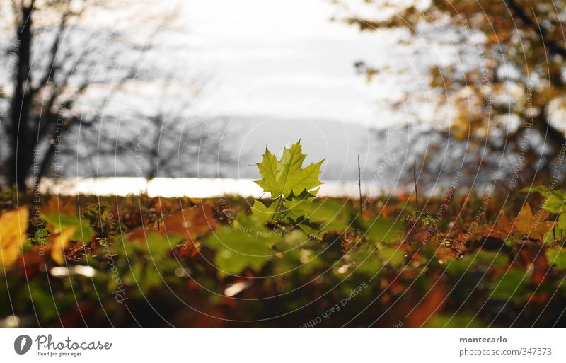 Mit Seeblick Umwelt Natur Pflanze Sonne Sonnenlicht Herbst Schönes Wetter Baum Blatt Grünpflanze Wildpflanze Park Seeufer dünn authentisch natürlich trocken