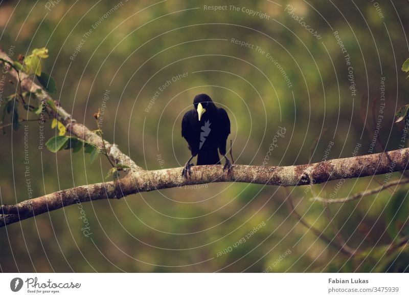 Schwarzer Vogel mit gelbem Schnabel auf Ast schwarz Natur grün Tier Baum Außenaufnahme Wald