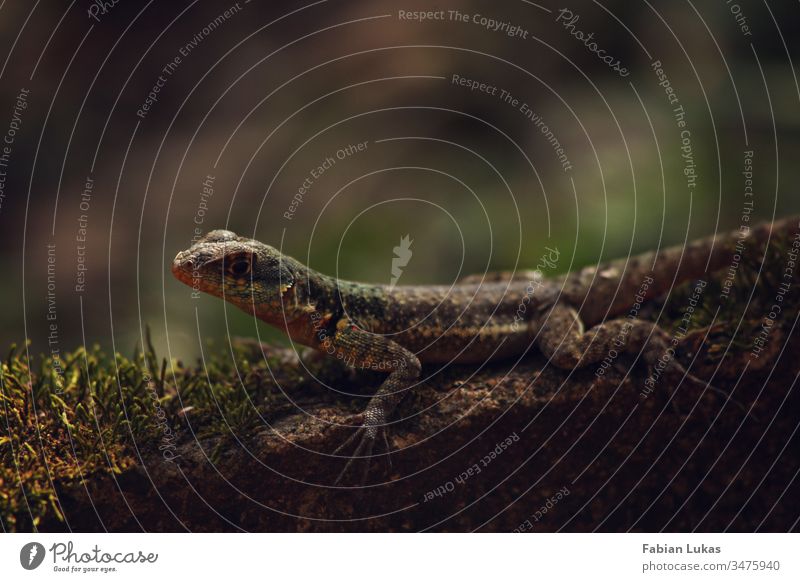 Eidechse auf Stein mit Moos Wald Natur Außenaufnahme Reptil Farbfoto Nahaufnahme grün