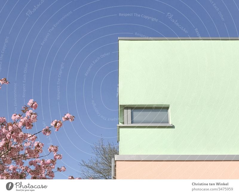 Bunte Gebäudefassade und  rosa Blüten vor blauem Himmel Fassade bunte Fassade Fenster modern eckig ästhetisch Gebäudeteil Froschperspektive Perspektive Wand