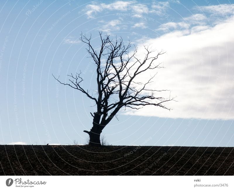 einsamer Baum Feld Wolken Himmel