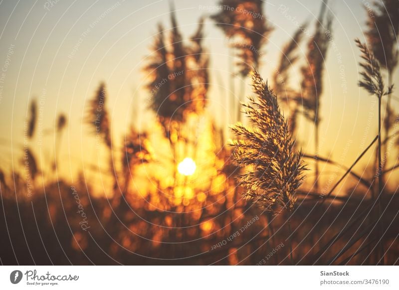 Gewöhnliches Schilf (Phragmiten) bei Sonnenuntergang Schilfrohr Phragmente allgemein Natur natürlich Pflanze Gras Herbst Licht Hintergrund golden communis