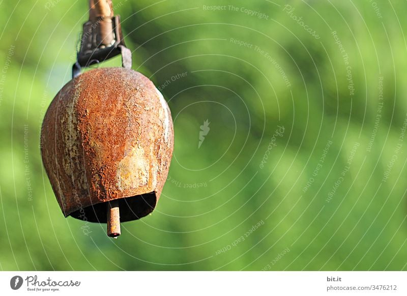 Geräusche l Kuhglockengebimmel auf der grünen Weide am Sonntag. Glocke läuten Klingel alt hängen Metall Kuhweide Wiese Rasen Kuhherde bimmeln Detailaufnahme