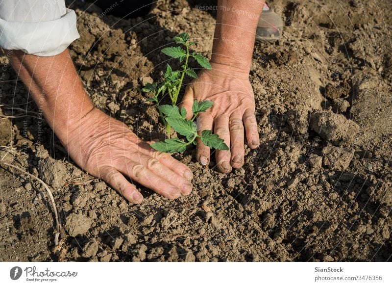 Tomaten auf dem Feld pflanzen Landwirtschaft Pflanze Ackerbau organisch Bepflanzung Gartenarbeit Boden Keimling Gemüse Frühling Hand wachsend Saatgut Pflanzen