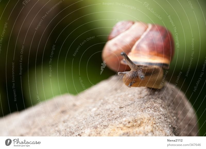 Rückblick: 200 geschafft! Umwelt Natur Tier Schönes Wetter Schnecke 1 drehen Erfolg schleimig braun Erinnerung Farbfoto Außenaufnahme Nahaufnahme Detailaufnahme