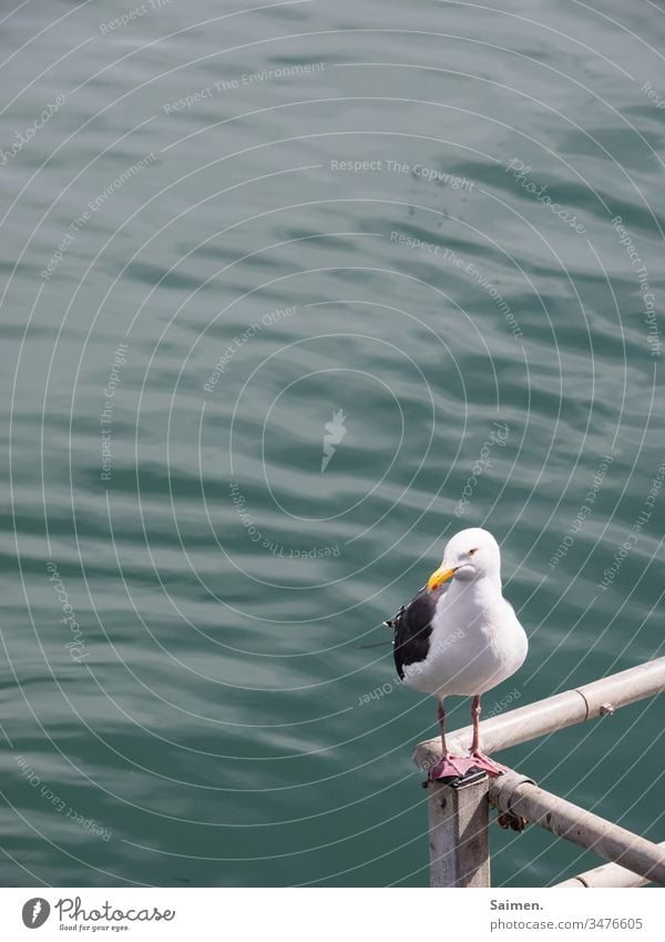 Eckenkind sich[Akk] bewegen vogel Vogelwelt Stufe Tierporträt Natur Meer Wasser Geländer federn Schwingen Lebewesen ozean