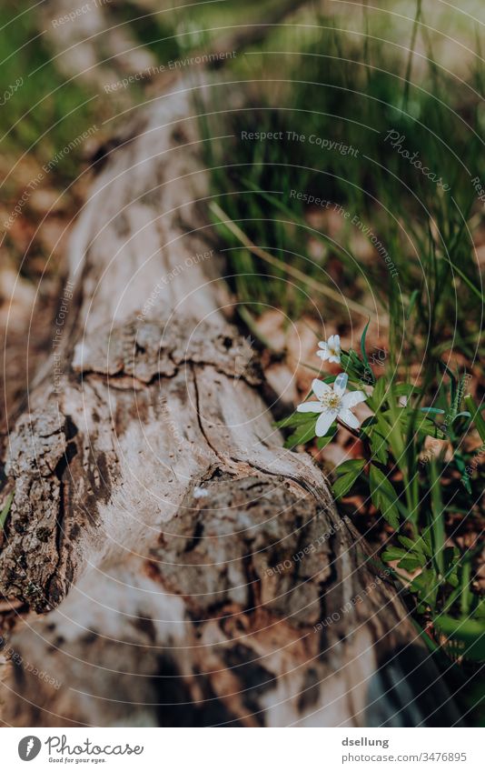 Weiße Blume blüht neben einem umgestürzten Baumstamm weiß Frühling Frühlingsblume Frühlingstag Frühlingsfarbe Frühlingsgefühle Buschwindröschen Blüte Natur