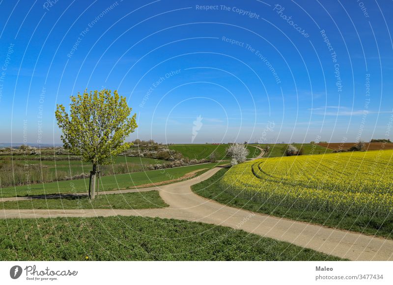 Frühlingslandschaft. Buntes Rapsfeld in Deutschland kultiviert. geblümt Beziehung natürlich Blüte Samen Land Ackerland Öko Horizont sonnig Panorama Ackerbau