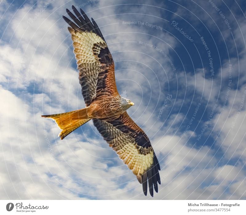 Rotmilan im Flug Roter Milan Milvus milvus Greifvogel Vogel im Flug Kopf Schnabel Auge Flügel Federn Gefieder Flügelschlag Flügelspanne Himmel Wolken Sonne