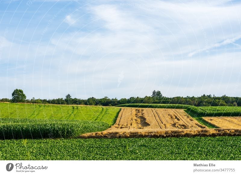 Weizenfeld im Spätsommer Stoppelfeld ländlich Umwelt Bäume grün Nutzpflanze Pflanze Horizont Ferne Ähren Gerste Strohballen Traktorspur Hügel blau orange