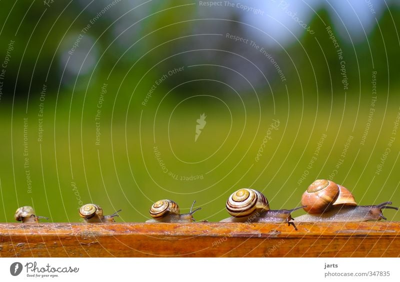 zu fünft Natur Schönes Wetter Tier Wildtier Schnecke 4 Tierfamilie gehen wandern natürlich Ausflug Zusammenhalt Familienausflug Farbfoto Außenaufnahme