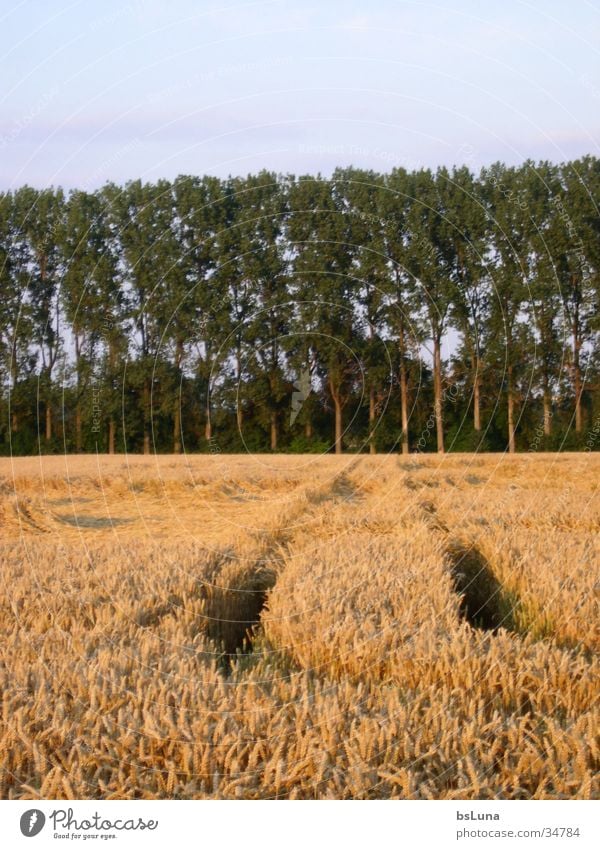 Feldweg Baum Pappeln Wiese grün gelb Sonnenuntergang Fußweg Getreide Kornfeld Natur Landschaft blau gold