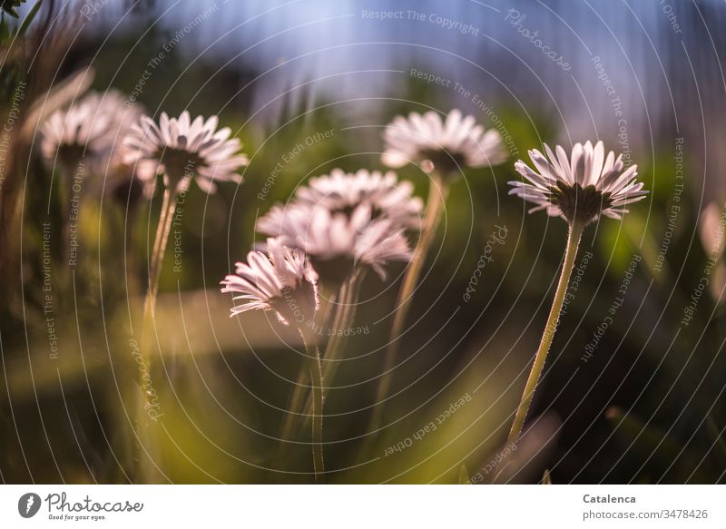 Gänseblümchen im Abendlicht aus der Froschperspektive Frühling Pflanze Blume Natur Wiese grün weiß Garten Schwache Tiefenschärfe Blau