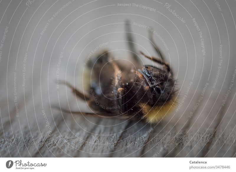 Eine tote Hummel liegt auf dem Rücken Insekt Tod gestorben Wandel und Veränderung Ende Verlust Braun Grau Lebensende starr traurig