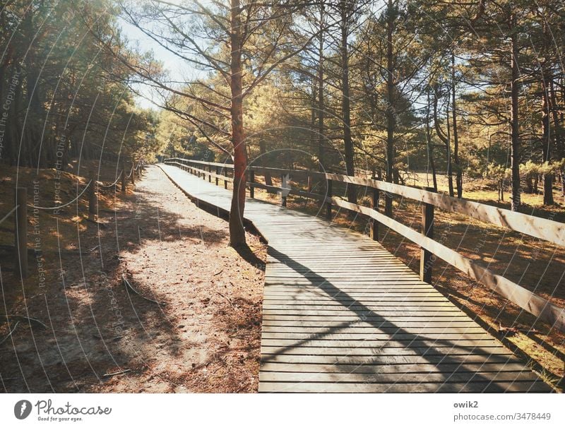 Verwaist Weg Natur Naturlehrpfad Holz Holzplanken Geländer Wald draußen Außenaufnahme Landschaft Wege & Pfade Farbfoto Umwelt Baum Menschenleer Himmel Pflanze