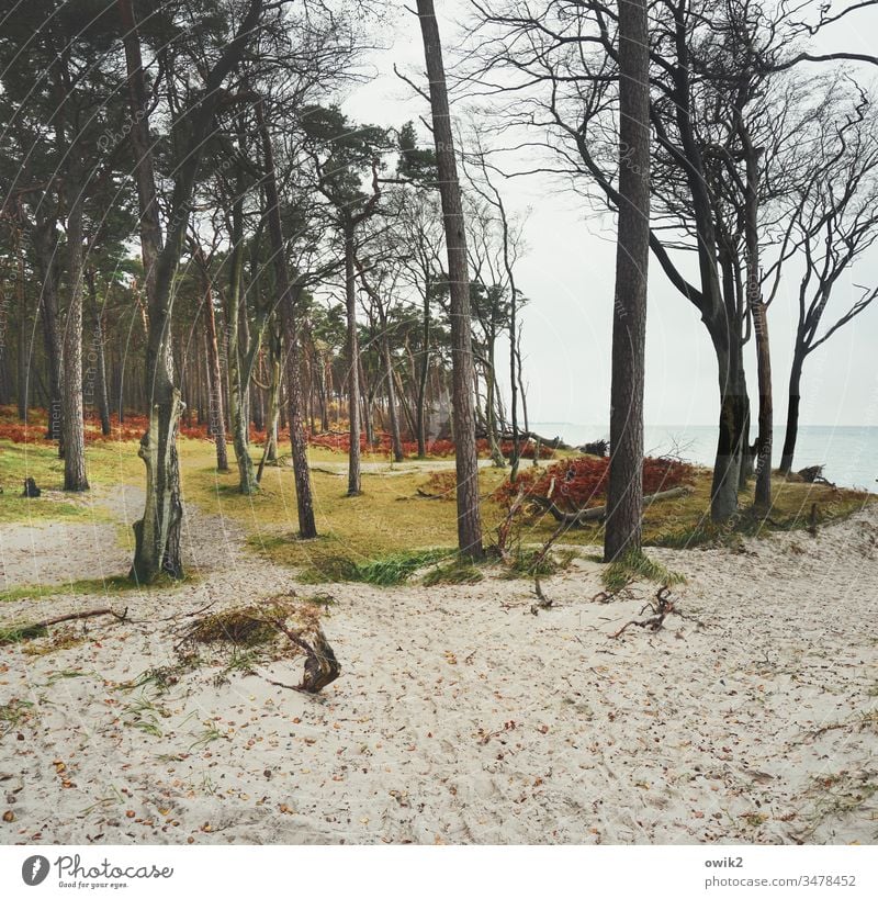 Sandkasten Darß Strand Ostsee Küste Meer Himmel Natur Wasser Farbe Weststrand Fischland-Darß-Zingst Bäume Wolkenloser Himmel