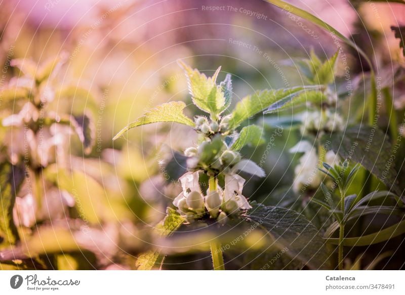 Taubnesseln im Abendlicht Pflanze Natur Nessel Feld Garten Sommer Frühling Wiese Blühend Wachstum schön Blüte Schönes Wetter Sonnenlicht schwache Tiefenschärfe