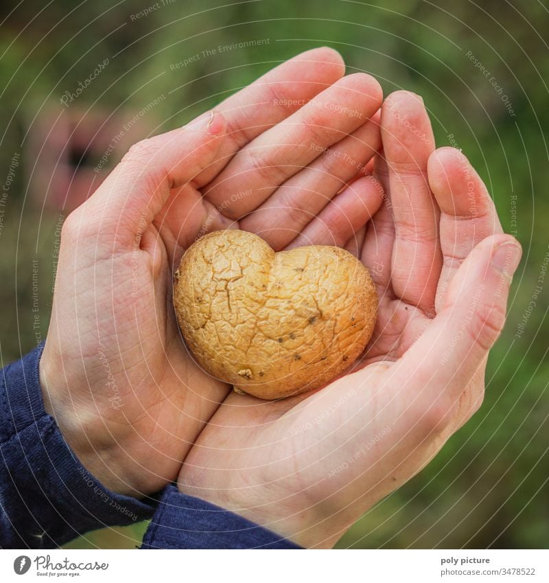 Kinderhand hällt Kartoffel in Form eines Herzens Freizeit & Hobby Schwache Tiefenschärfe Kindheit Leben Hand Unschärfe Umwelt Natur Klimawandel Nahaufnahme