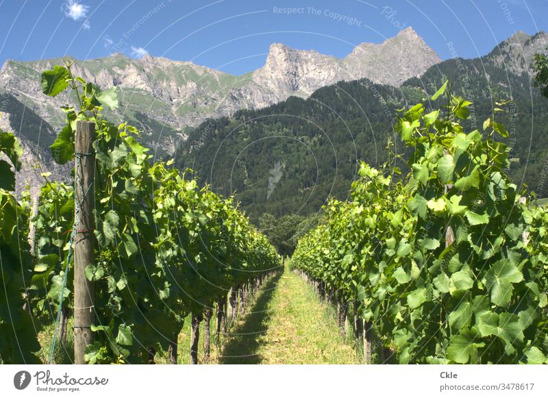 Weinberg in Schweizer Alpen Reben Maienfeld Heidi Roman Heidiland Berge Bündner Herrschaft Gipfel Berge u. Gebirge Außenaufnahme Farbfoto Natur Landschaft