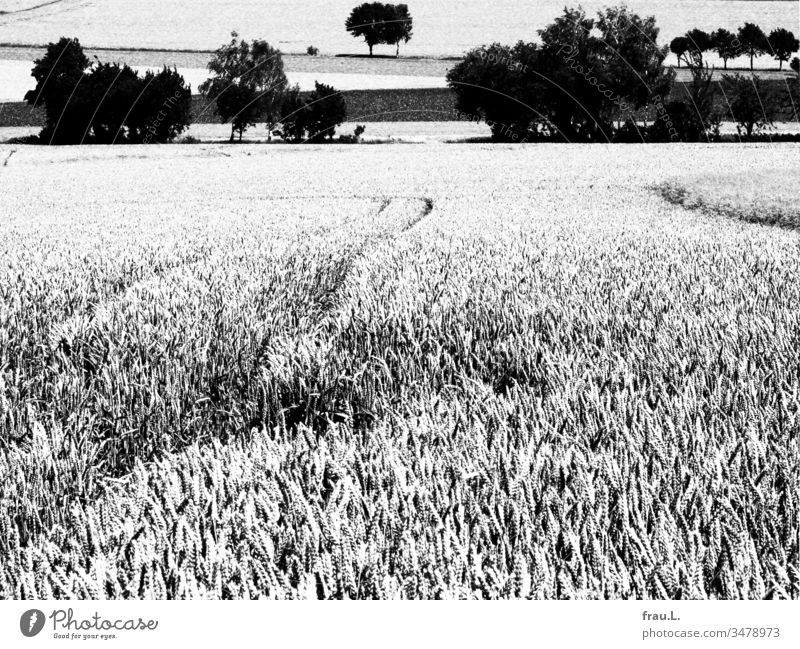 Reife Kornfelder, dunkle fruchtbare Erde, an den Feldwegen Bäume und Büsche, Sommer – ein geliebter verlorener Blick. Felder Natur Außenaufnahme Landschaft