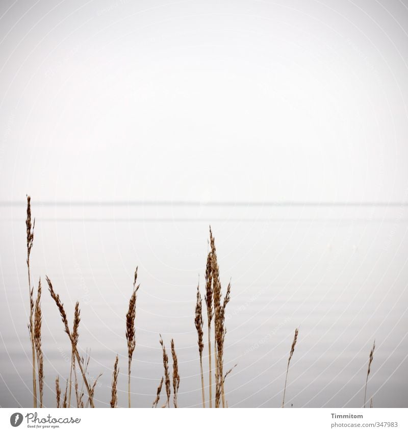 Statt Schnee. Ferien & Urlaub & Reisen Umwelt Natur Pflanze Wasser Himmel Wolken schlechtes Wetter Fjord ästhetisch einfach grau Gefühle ruhig Gras Horizont