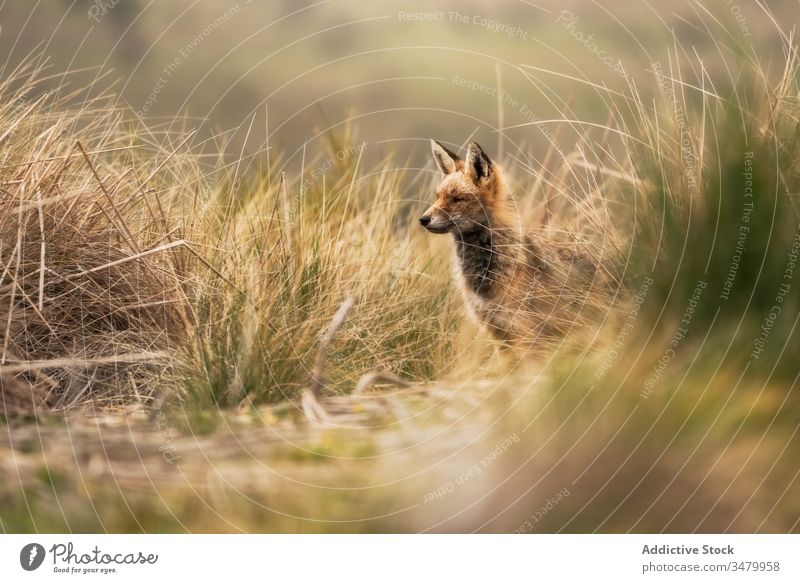 Schöner Fuchs auf dem Feld Tierwelt Landschaft Säugetier rot Natur wild Fleischfresser Eckzahn Fell niedlich Raubtier orange im Freien Jäger Füchsin jagen