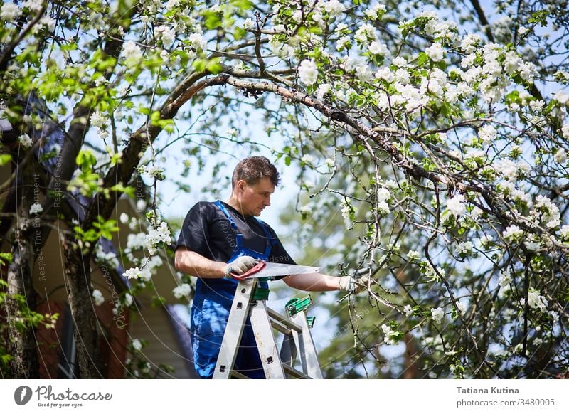 Ein Mann schneidet mit einer Säge einen Zweig eines blühenden Apfelbaums im Garten ab. Arbeit geschnitten Gärtner Gartenarbeit Natur im Freien Werkzeug Ackerbau