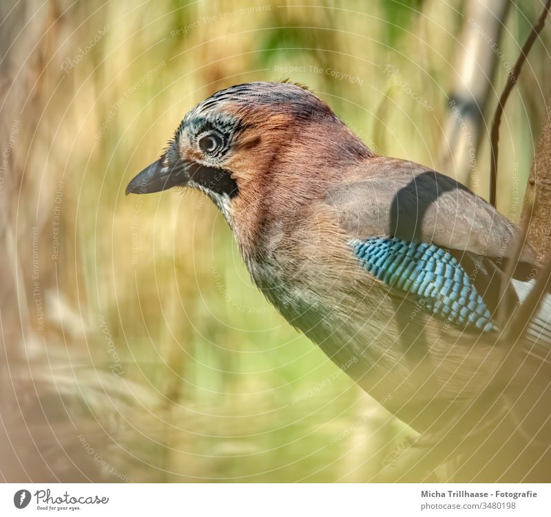 Eichelhäher im Sonnenschein Garrulus glandarius Kopf Schnabel Auge Feder gefiedert Flügel Tiergesicht Vogel Krallen Wildtier Schönes Wetter Sonnenlicht Natur