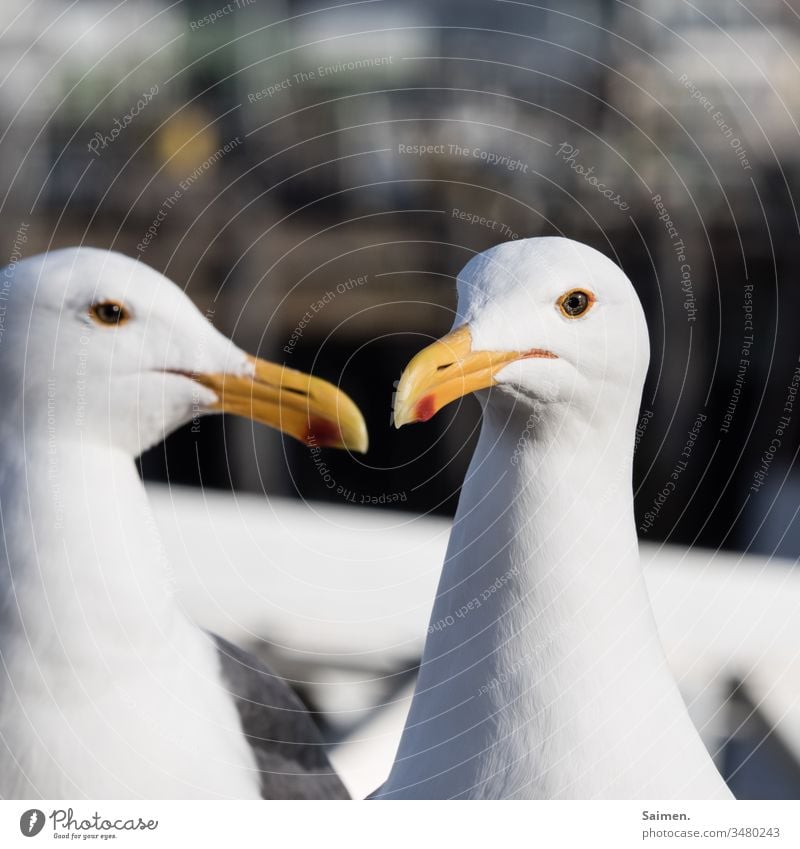 Klatsch und Tratsch Möven Stufe 2 Tiere Tiergesicht Tierporträt Natur Farbfoto Detailaufnahme vogel Vogelwelt Schnabel federn