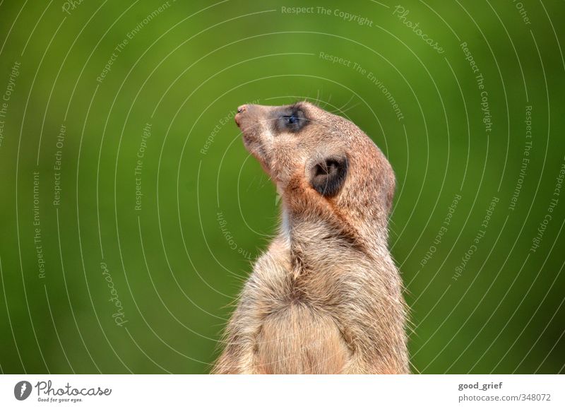 Sid Pflanze Tier Erde Sand Hügel Felsen Wildtier Zoo Streichelzoo 1 hören rennen Blick streichen toben Erdmännchen scharrtier Säugetier Manguste Ohr Nase grün