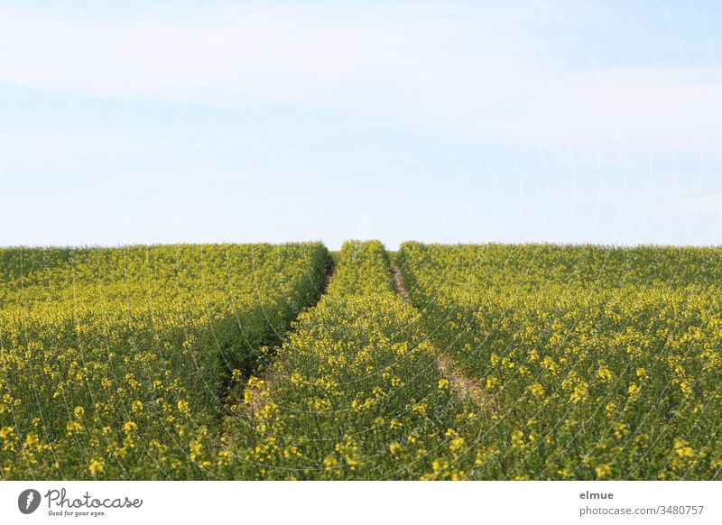 Fahrspur im erblühenden Rapsfeld und blauer Himmel Feld Leitspur Landwirtschaft Feldbau Ackerbau Frühling Ölfrucht Energie Pflanze Horizont schönes Wetter