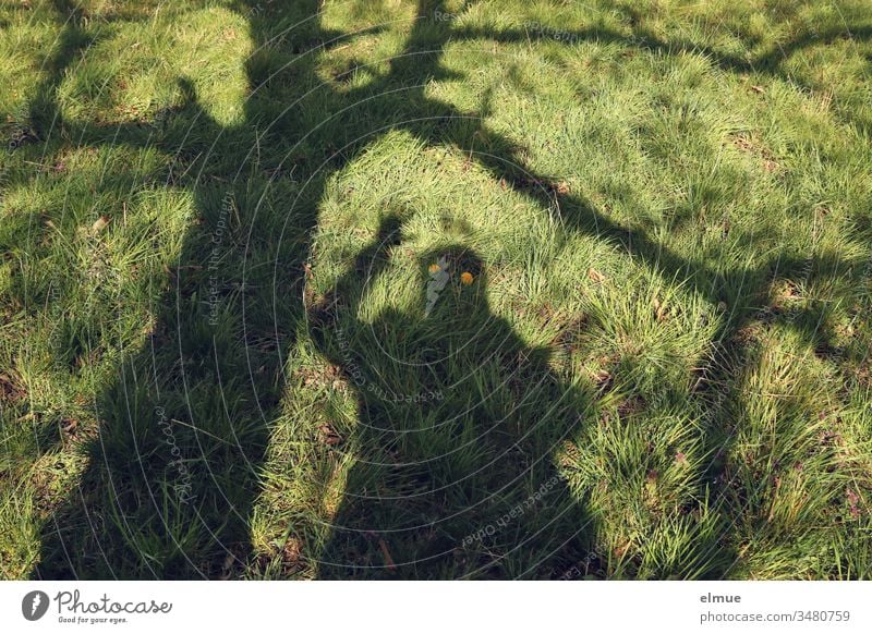 Schatten von winkender Person und Baum auf grüner Wiese mit gelben Löwenzahnblüten als scheinbare Augen Schattengespenst Humor Blüte lustig Spass Sonnenschein