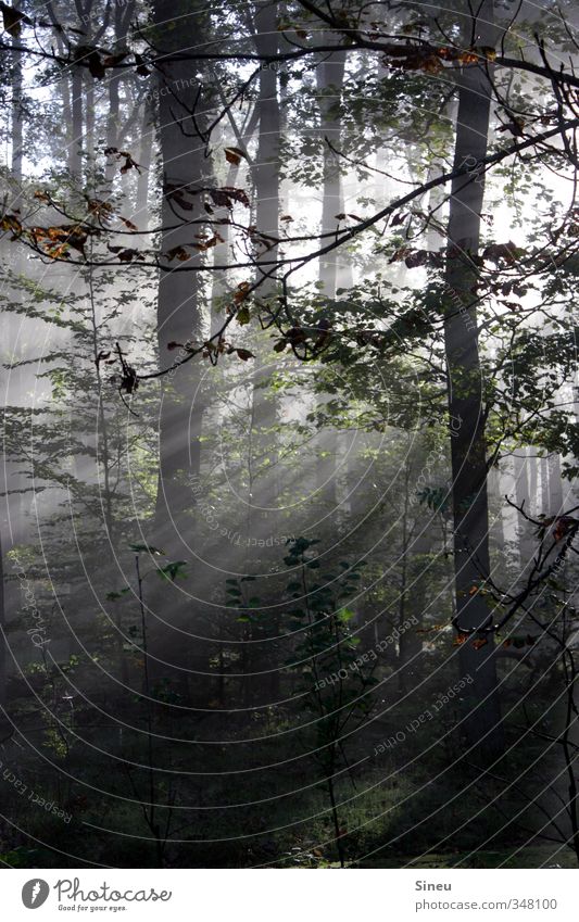 Wenn du denkst es geht nicht mehr... Natur Pflanze Sonnenlicht Baum Wald Erholung träumen Wachstum außergewöhnlich natürlich schön grün silber weiß Gelassenheit