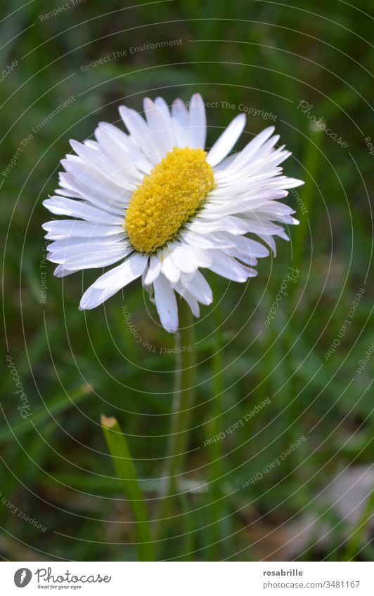 ungewöhnliches, besonderes, doppelt so langes Gänseblümchen | Symmetrie seltsam einzigartig außergewöhnlich auffallend eigen besonders außer der Reihe länglich