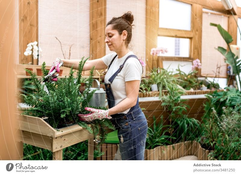 Gärtnerin schneidet Pflanzenblätter Frau geschnitten Blatt Wurmfarn Gewächshaus Pflege Lächeln Botanik Flora Blumenhändler grün frisch Wachstum natürlich