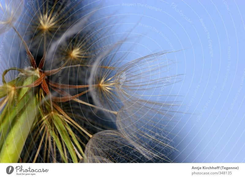 Pusteblume Umwelt Natur Himmel Wolkenloser Himmel Frühling Sommer Pflanze Blume außergewöhnlich einzigartig schön weich blau braun grün Farbfoto mehrfarbig