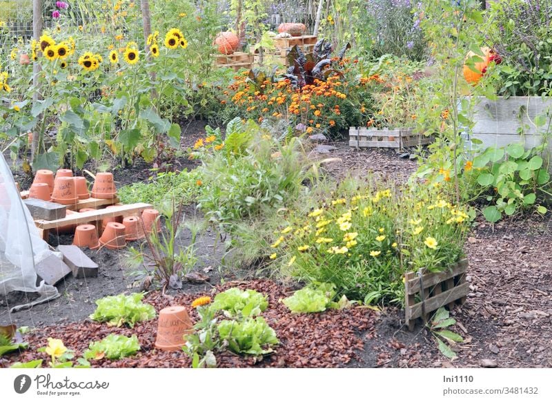 Lieblingsplatz Garten tontöpfe Tontopf umtopfen Blumen Stauden Gartenarbeit Kürbis Sonnenblumen Sommer Hobby Einblick Freude Spaß Erholung Entspannung